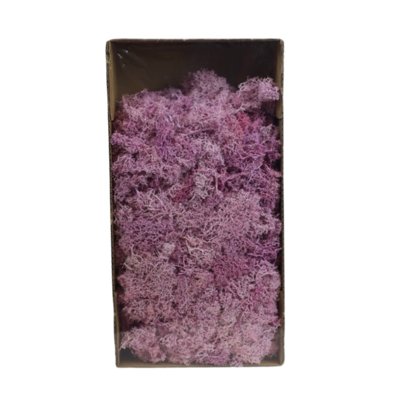 Вишня обыкновенная Любская